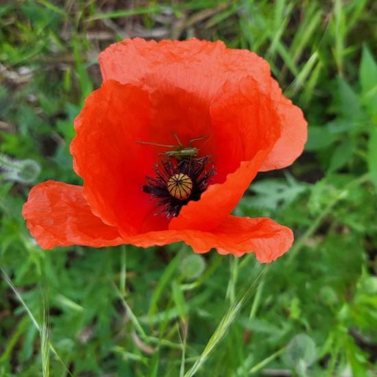 Das Foto zeigt eine rote Mohnblume im grünen Gras.