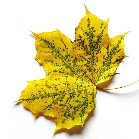 Das Foto zeigt eine rote Mohnblume im grünen Gras.