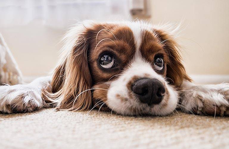 Das Foto zeigt einen kleinen weißbraunen Hund.
